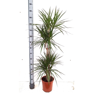 Dracaena marg.