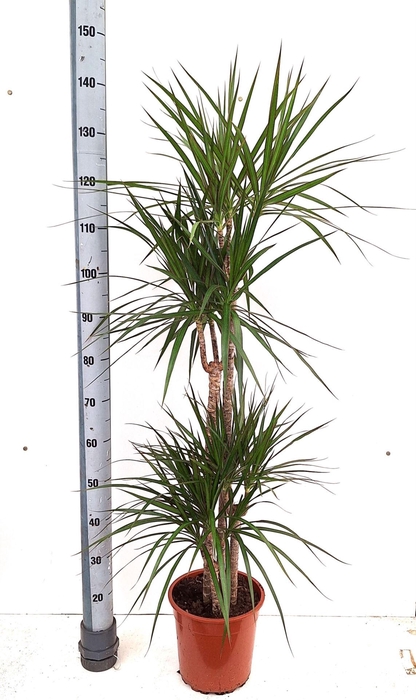 <h4>Dracaena marg.</h4>