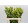 Leucadendron Lime Green Spray