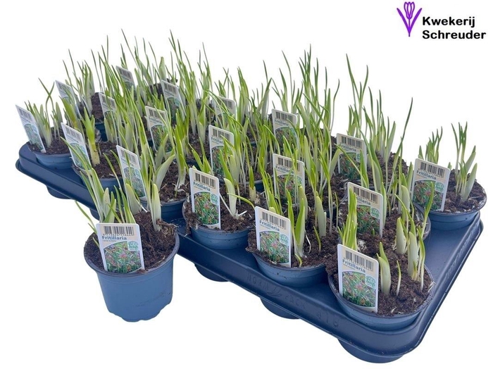 <h4>FRITILLARIA OV</h4>