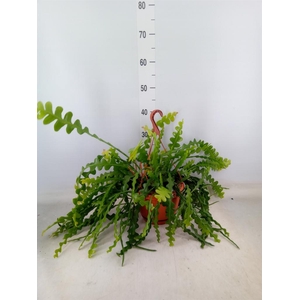 Epiphyllum anguliger