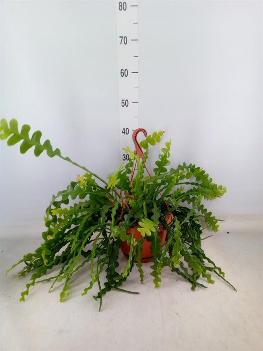 <h4>Epiphyllum anguliger</h4>