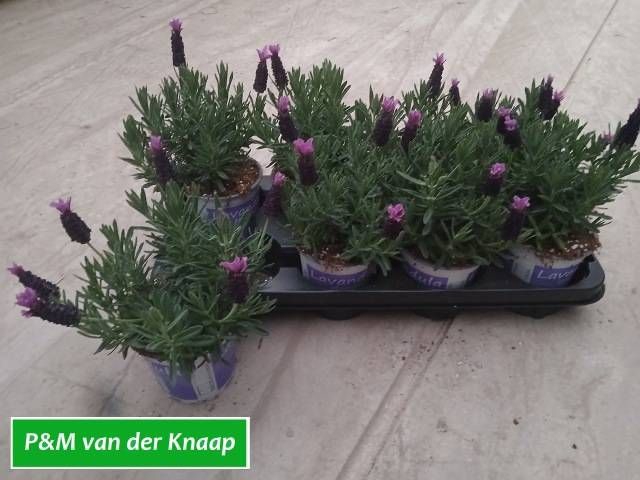 <h4>LAVAN STOECHAS</h4>