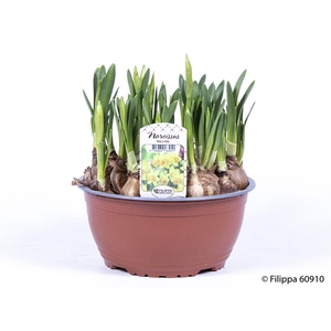 NARCISSUS CYCLAMINEUS
