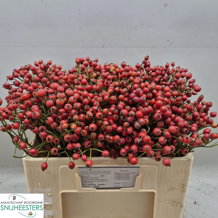 <h4>ROSA MAG AUTUM GLORY</h4>