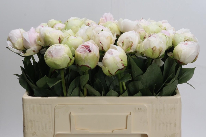 <h4>Paeonia (Lactiflora Grp) 'White Pool'</h4>