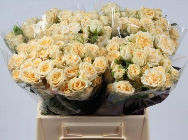 <h4>R TR SALINERO</h4>