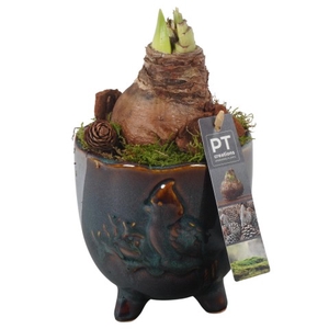 PTAA7516 Arrangementen Hippeastrum