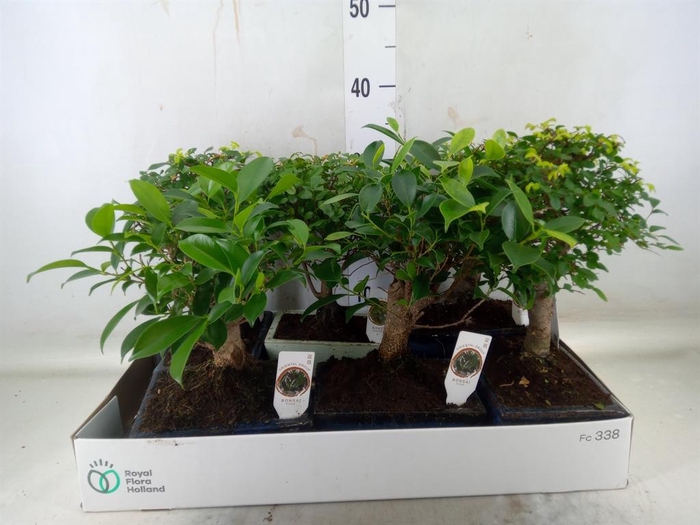 <h4>Bonsai   ...mix</h4>