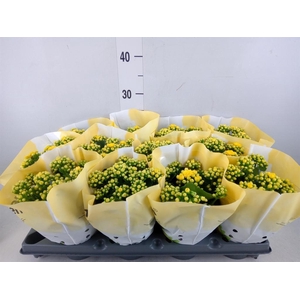Kalanchoe   ...