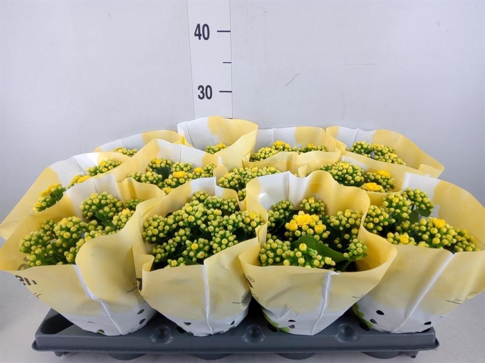 <h4>Kalanchoe   ...</h4>