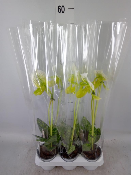 <h4>Paphiopedilum maudiae 'Femma'</h4>