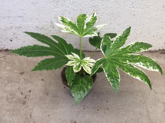 FATSIA JAPONICA