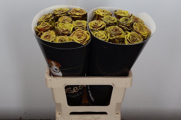 <h4>R Wx (rn) Geel</h4>