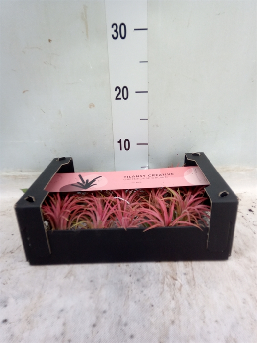 <h4>Tillandsia ionantha</h4>