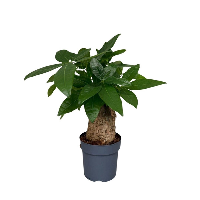 <h4>Pachira aquatica</h4>