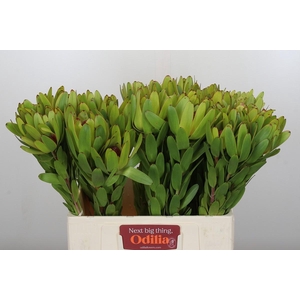 Leucadendron Rosette