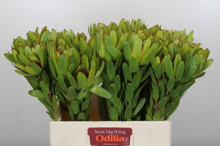 <h4>Leucadendron Rosette</h4>