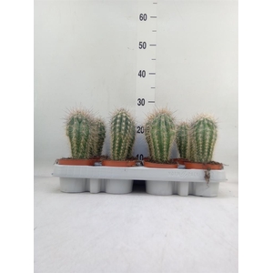 Pachycereus pringlei