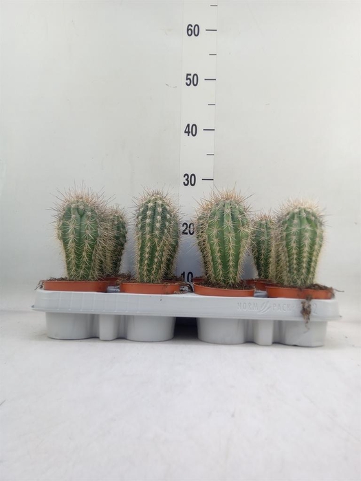 <h4>Pachycereus pringlei</h4>