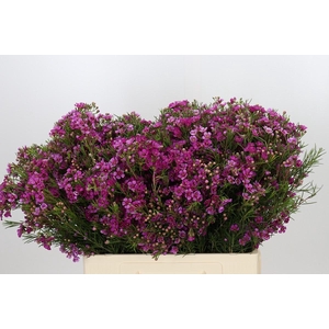 Chamelaucium Eden