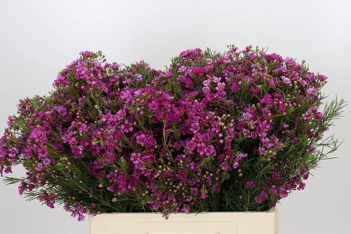<h4>Chamelaucium Eden</h4>