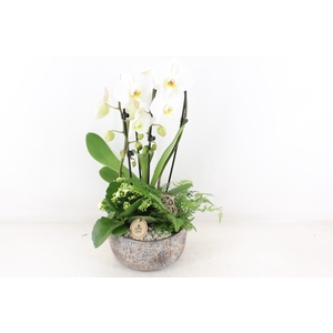 arr2 PL - Ker. mave pot Phal cascade