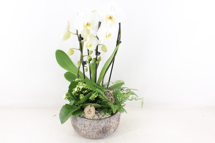 <h4>arr2 PL - Ker. mave pot Phal cascade</h4>