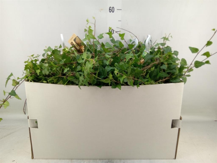 <h4>Hedera helix 'Anna'</h4>