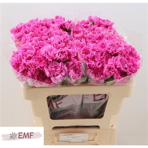 Di St Farida EMF