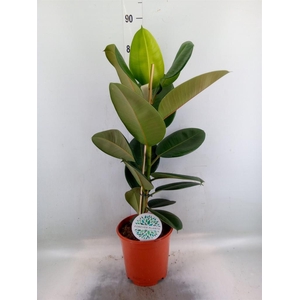 Ficus elastica 'Robusta'