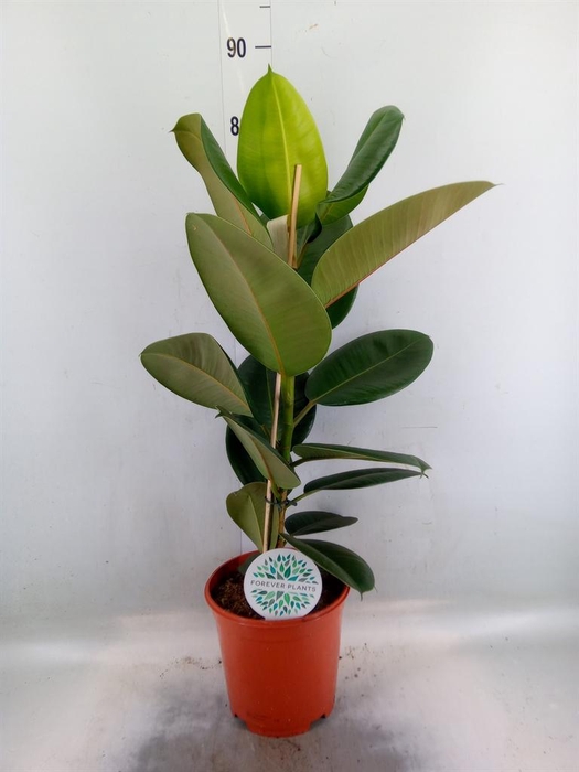 <h4>Ficus elastica 'Robusta'</h4>