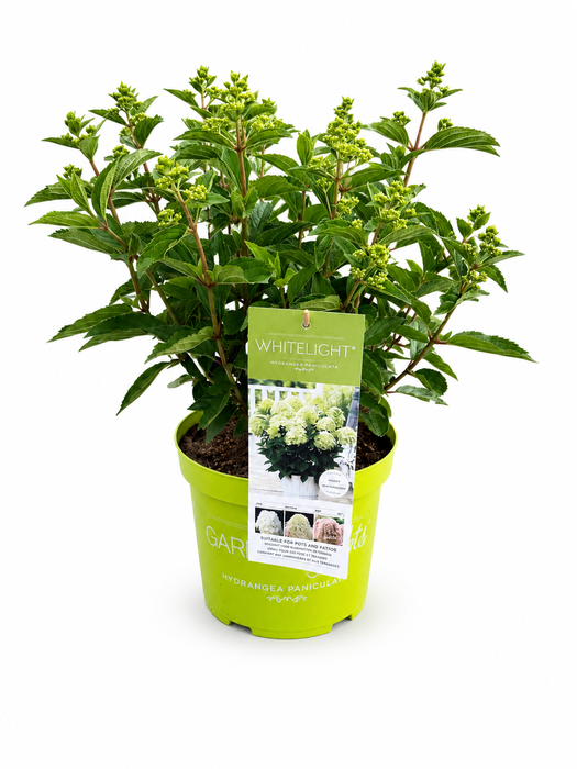 <h4>Hydrangea Pan. White Light</h4>