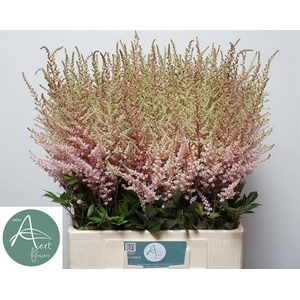 Astilbe Eart Light Pink Aert