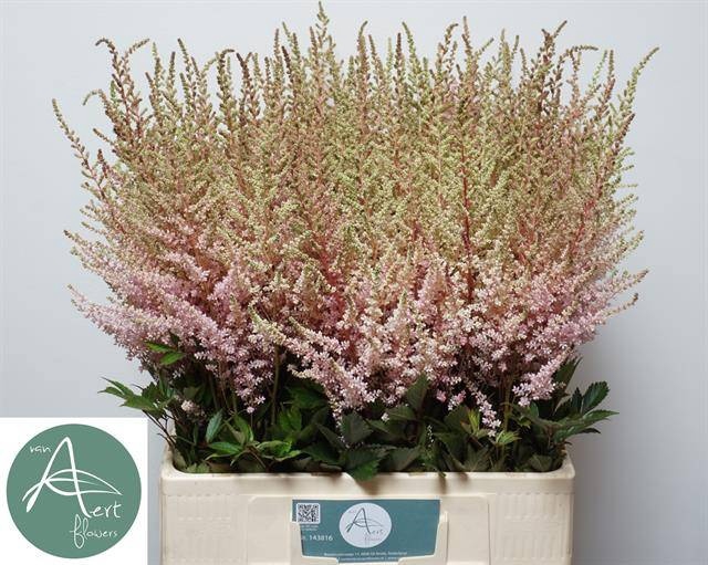 <h4>Astilbe Eart Light Pink Aert</h4>