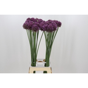 Allium Pink Lady