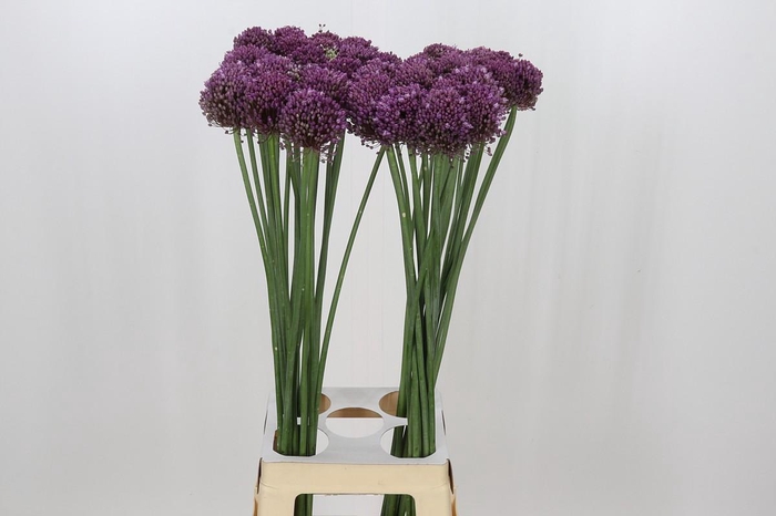 <h4>Allium Pink Lady</h4>