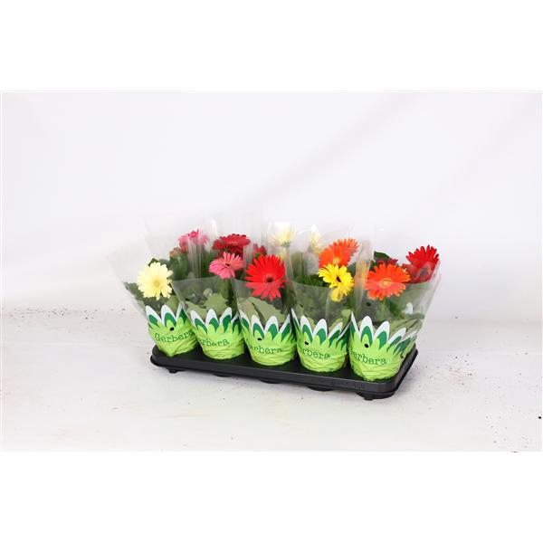 <h4>Gerbera belicht 1-3 bloem 12cm basic</h4>