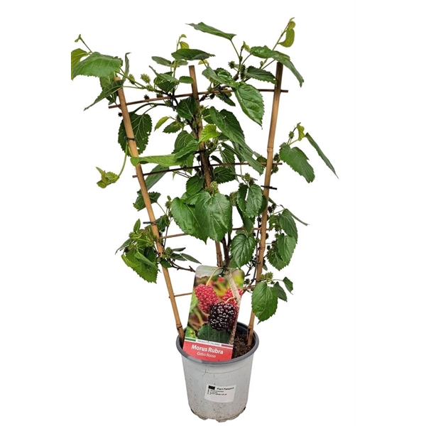 <h4>Morus Rubra Red Trellis</h4>