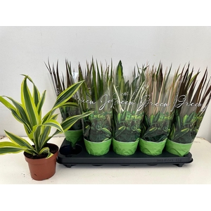 KAMERPL GEM GR 6 SRT