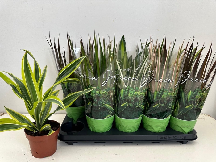 <h4>KAMERPL GEM GR 6 SRT</h4>