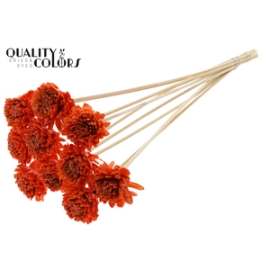 Shola Zinia 6cm on stem Wax Orange