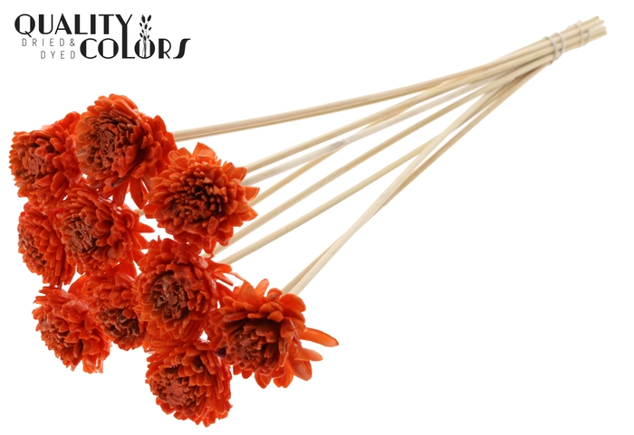 Shola Zinia 6cm on stem Wax Orange