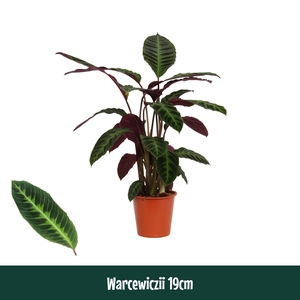 Calathea 19cm Warcewiczii - Living