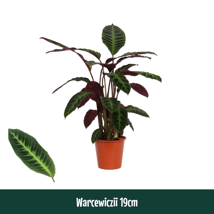 <h4>Calathea 19cm Warcewiczii - Living</h4>