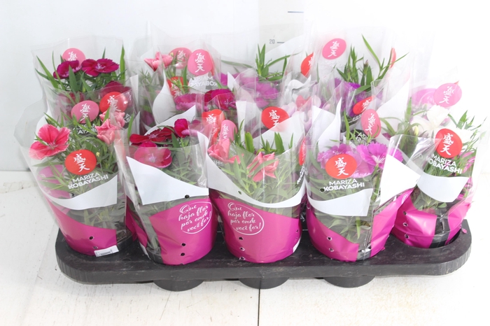 <h4>CRAVINEA P11</h4>