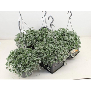 DICH ARG SILVER FALL