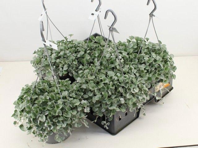 <h4>DICH ARG SILVER FALL</h4>