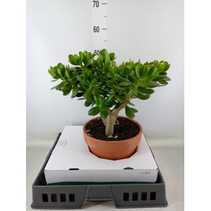 Crassula ovata
