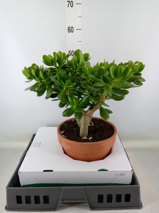 <h4>Crassula ovata</h4>